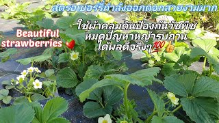 ใช้ผ้าคลุมดินป้องกันวัชพืชคลุมแปลงสตรอเบอร์รี่ หมดปัญหาหญ้ารบกวนได้ผลดีจริงๆ👍ช่วยเพิ่มผลผลิต💯