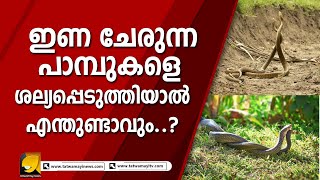 ഇണ ചേരുന്ന പാമ്പുകളെ ശല്യപ്പെടുത്തിയാൽ പാമ്പ് വീട്ടിൽ വന്നു കൊത്തുമോ ? | SNAKE