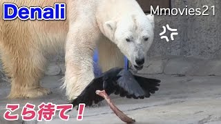 Polar Bear chasing crow 待て！カラス！慌てるデナリ