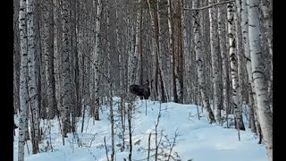 Биотехния зимой. Зерно для кабанов. Веники для косуль. Лось пофигист. Глухарь.