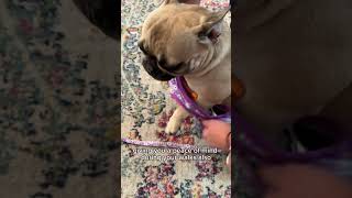 Moonpet Dog Harness Review: Best Harness and fit for French Bulldogs?