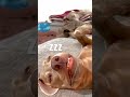 寝る事に全力を注ぐワイマラナー weimaraner dog ワイマラナー 大型犬 犬