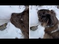 Dog's Hilarious Reaction To Seeing Snow For The First Time