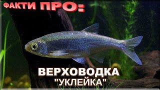 ВЕРХОВОДКА | ЦІКАВІ ФАКТИ ПРО: УКЛЕЙКУ!  Де живе і як ловити!