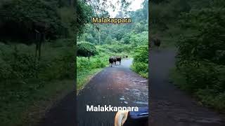 Wild Buffallo crossing at Malakkappara