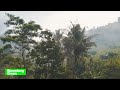 Saving the Planet by Planting More Trees