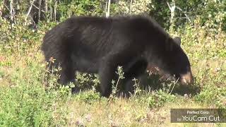 പുല്ല് തിന്നുന്ന കറുത്ത് കരടി  #viral #nature #bear #youtubevideos