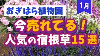 【ガーデニング】おぎはら植物園！寒い冬なのに！1月の今本当に売れてる人気の宿根草15選を紹介！あしかがフラワーパーク・代々木公園・中之条ガーデンズ・服部ファームガーデン・gardening