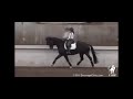 trot to canter transitions with jeremy steinberg