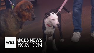 3 adorable dogs up for adoption from Great Dog Rescue New England