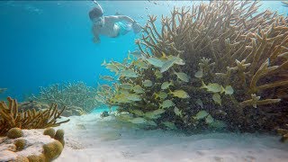 Bonaire snorkeling and diving 1000 steps GoPro