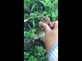 friendly chipmunk returns for more food cute chipmunks cheeks