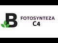 FOTOSYNTEZA C4 - fotosynteza u roślin typu C4 - KOREPETYCJE z BIOLOGII - 111