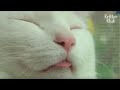 This Cat Goes Nuts Because Of 'This' Animal's Love Fight?! | Kritter Klub