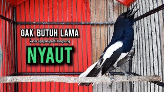 SUARA BURUNG kacer gacor NGEPLONG TARUNG ini paling AMPUH buat PANCINGAN KACER agar EMOSI