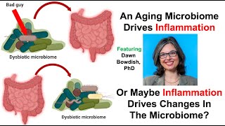 An Aging Microbiome Drives Inflammation, Or Maybe Inflammation Drives Changes To The Microbiome?