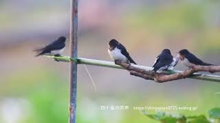 ツバメ　巣立ち雛への給餌