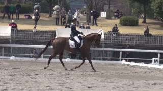 第54回東都学生馬術大会　複合馬術競技　馬場馬術競技　3年　今橋　裕晃　桜虎