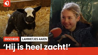 Schattig: hoog knuffelgehalte bij het lammetjes aaien in Enschede 🐑