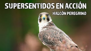 La Visión del Águila y el Halcón Peregrino: Maestros de la Caza Aérea | Sentidos Extraordinarios