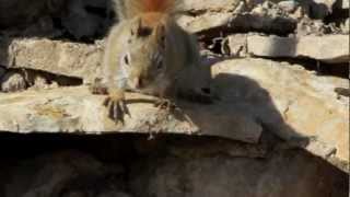 Angry Red Squirrel - Brainerd Dispatch, MN