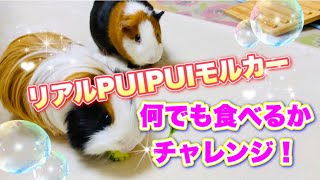 【モルモット】　PUIPUIモルカー第4話　のように　色んなものを食べるか実験してみた⭐︎  途中から乱入しけんかが始まるー？！