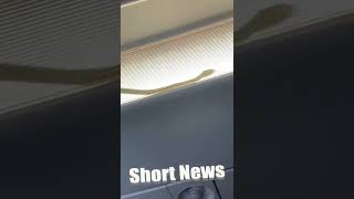 High Drama As Snake On Plane Forces Emergency Landing