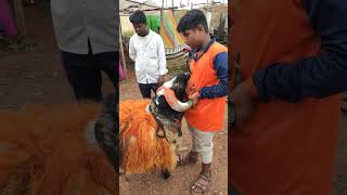 ameengad sheep market