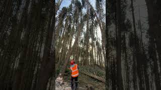 Large tree felling bar to the rescue...worked a treat...check it out #chainsaw #forestry #training