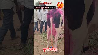 सांगोला गाय बाजारातील गाय किती दूध देईल कमेंट करा सांगा #hf_cow #hf_cow_farm #cow