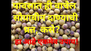 सोयाबीन बियाचा पावसापसुन बचाव# How to Protect Soybean seed from Rain🌧Purple Bloch Diseases Control