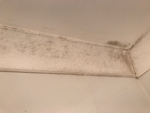HOW TO REMOVE AND KILL MOULD ON WALLS AND CEILINGS HOW TO REMOVE AND KILL MOULD ON WALLS AND CEILINGS