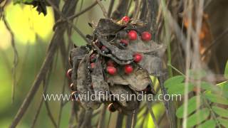 Rati bead is old weighing measure for Indian gems - see it on the vine