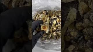 Extremely Potent Pound of “Magic Mushrooms” 🍄 #notforsale #exotics #telegram