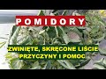 POMIDORY - SKRĘCONE LIŚCIE