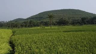 Masak hill(মশক পাহাড়) breathtaking view from murajor.