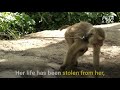 monkey forced to nurse her baby while tied to a tree in coconut labor industry