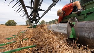 Eating Vetch... And Rocks! 2020 Vetch Harvest