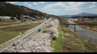 遠野 桜とSL銀河 2019 4 29　空撮　4K撮影