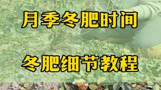 月季什么时候施冬肥？盆栽地栽施冬肥教程