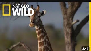 Giraffes 101 || NAT GEO WILD