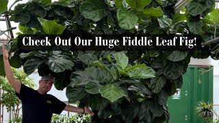 Check Out Our Huge Fiddle Leaf Fig!