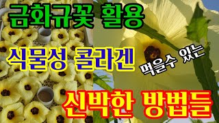 금화규꽃활용  신박한방법