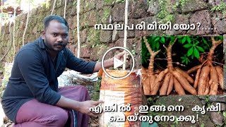 വ്യത്യസ്തമായ കൃഷിരീതി || കപ്പ കൃഷി || Tapioca farming in Malayalam || മരച്ചീനി കൃഷി