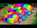 Stop motion ASMR - Catfish hunting Colorful carp koi fish  - 다채로운 잉어물고기 | 거대한 개구리 - 무지개 메기/ 스톱 모션
