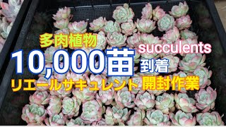 【多肉植物】10,000苗到着🎶開封します🎵