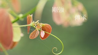 靈修:剛強-傳承 20210128