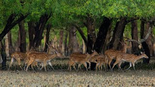 সুন্দর বনের হরিণ ২০২২