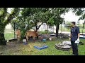 Langgar PKP, bawa dua lembu curi