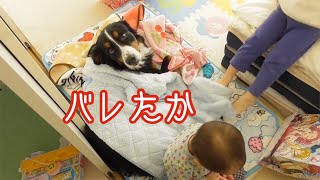 【犬の日常】しれっと兄の布団をのっとる　バーニーズマウンテンドッグ　 bernese mountain dog and Japanese family